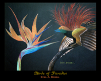 Birds of Paradise by Sybil A. Bissell