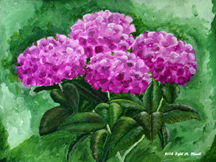 Hydrangea by Sybil A. Bissell